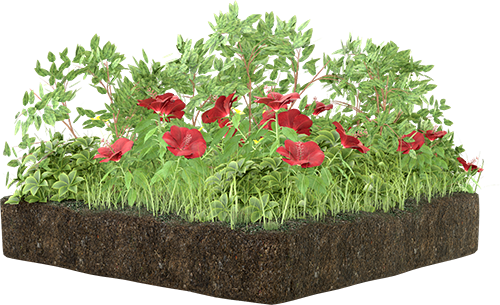 Intensive Planting